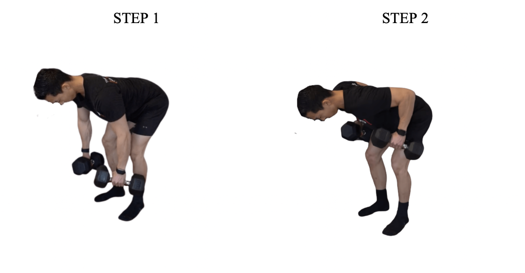 bent over row explained in two steps