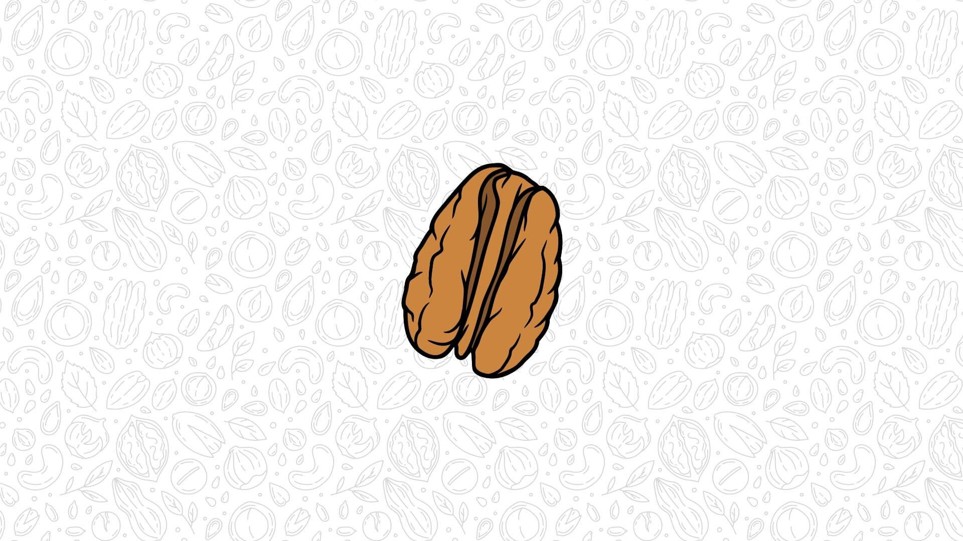 An illustration of a pecan, shelled