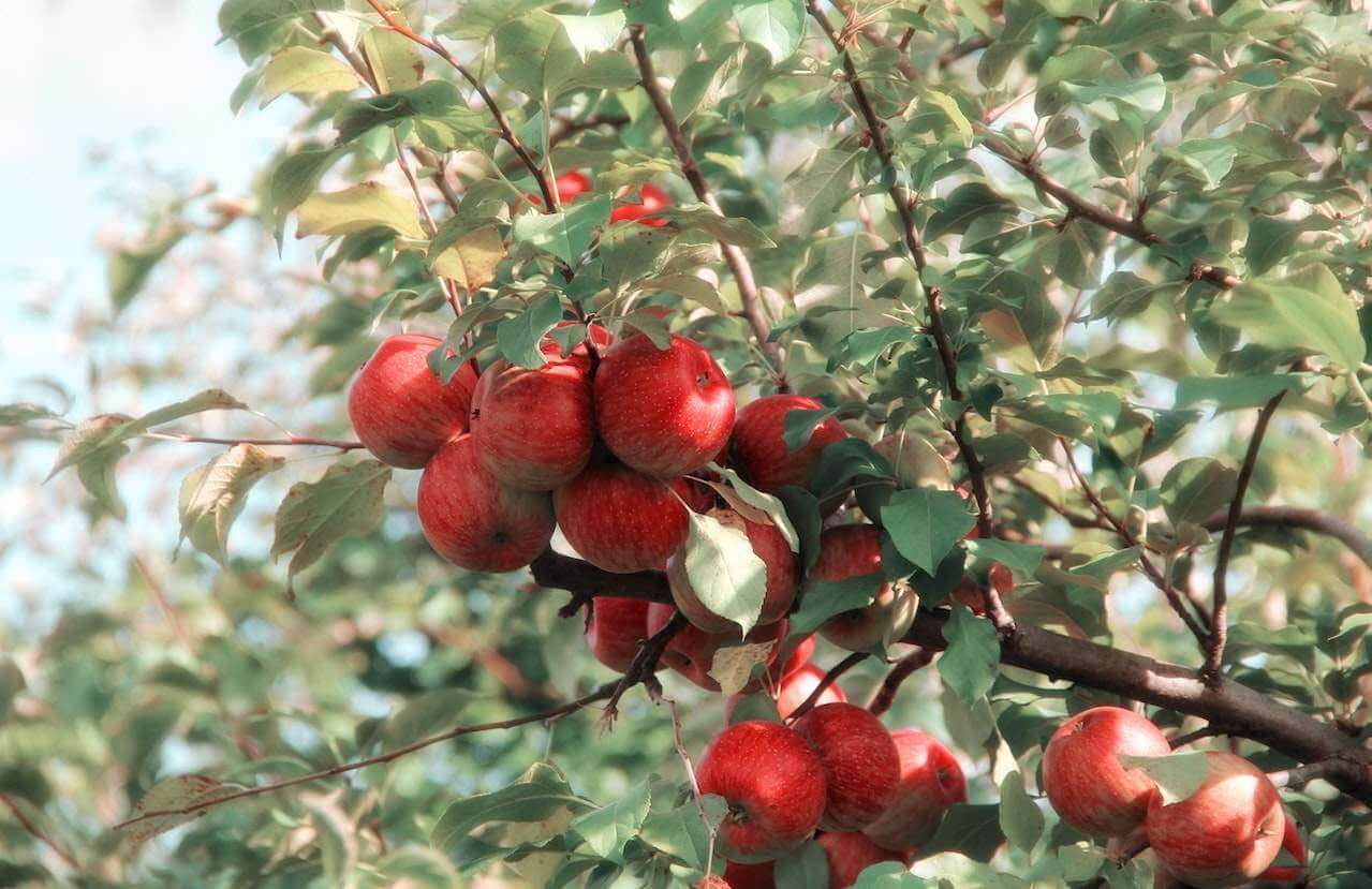 fruits-on-tree