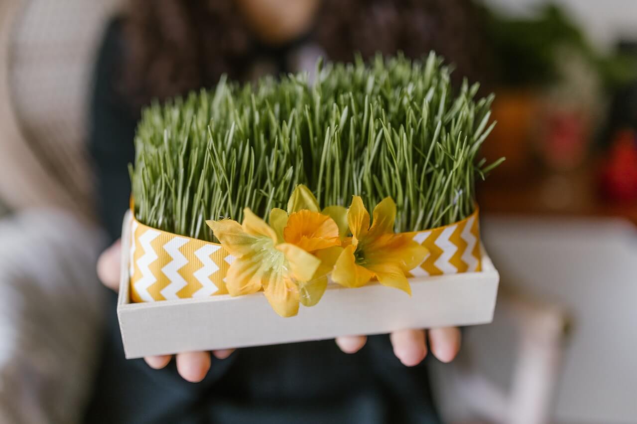 wheatgrass-on-white-box