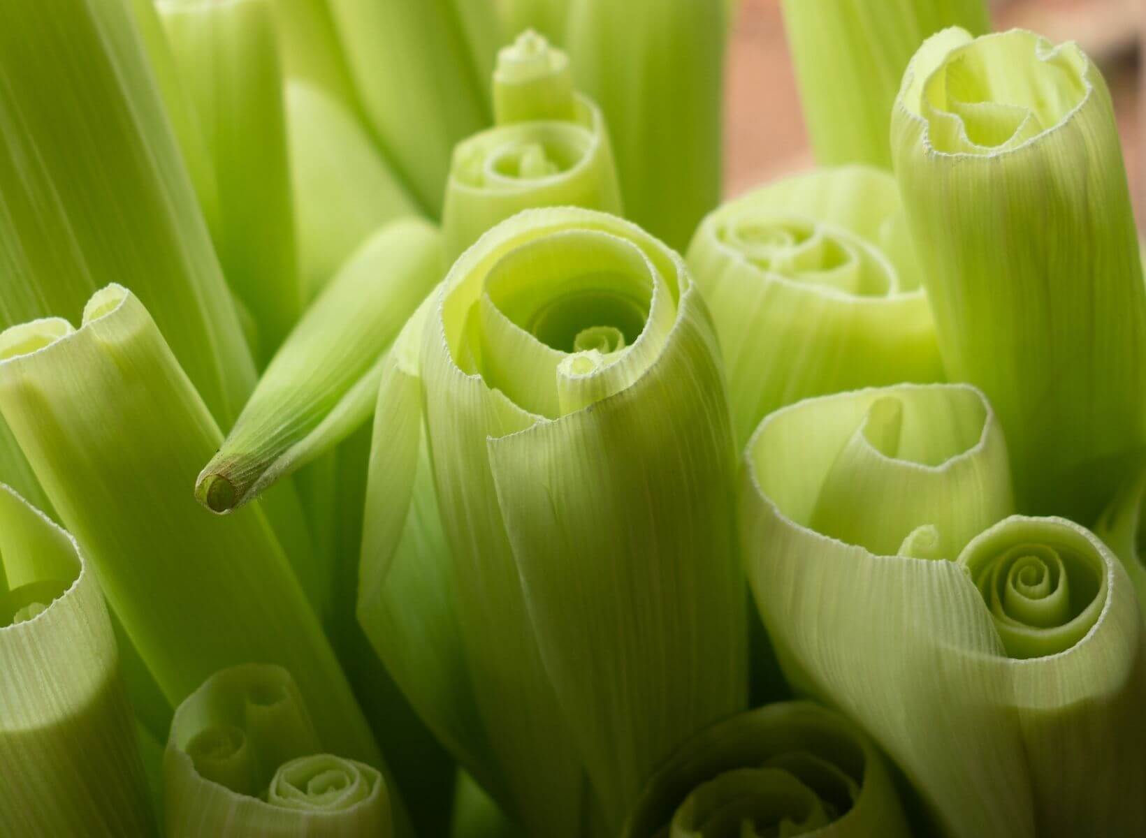 A close up shot of the tops of a bunch of leeks, which are prebiotic vegetables