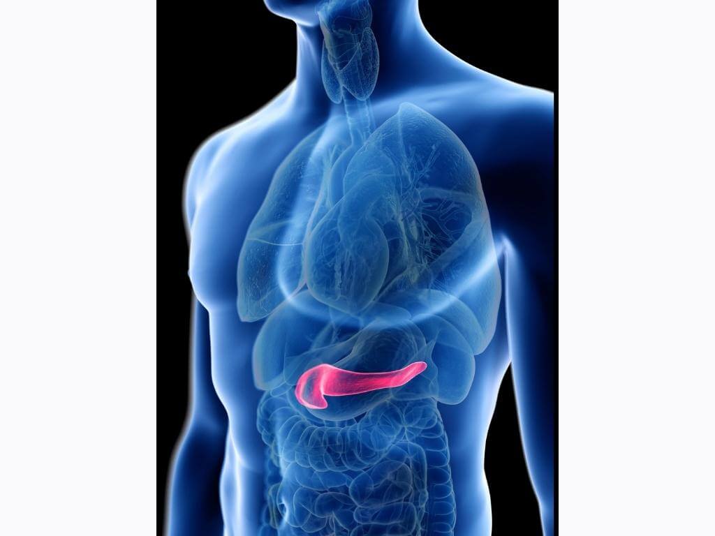 A 3D illustration of the pancreas in the human body