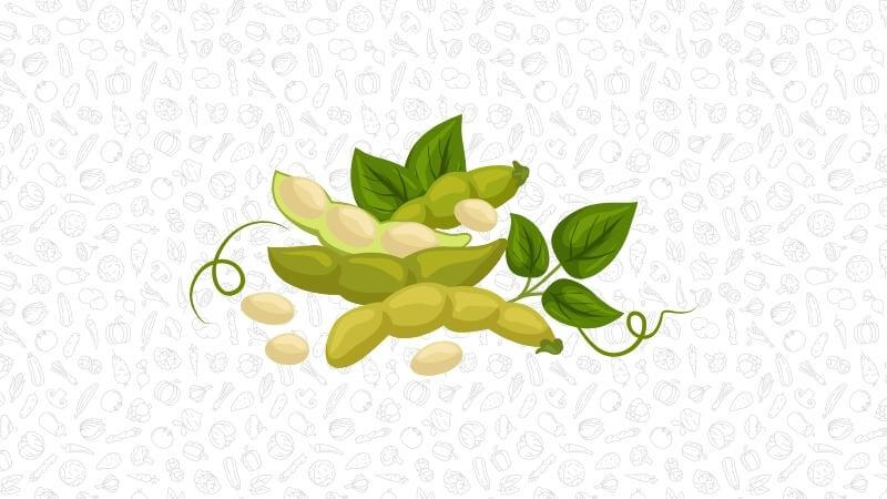 an illustration of soybeans (edamame), unshelled